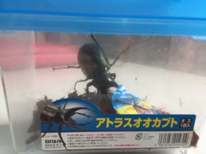 アトラスオオカブト