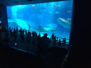 美ら海水族館